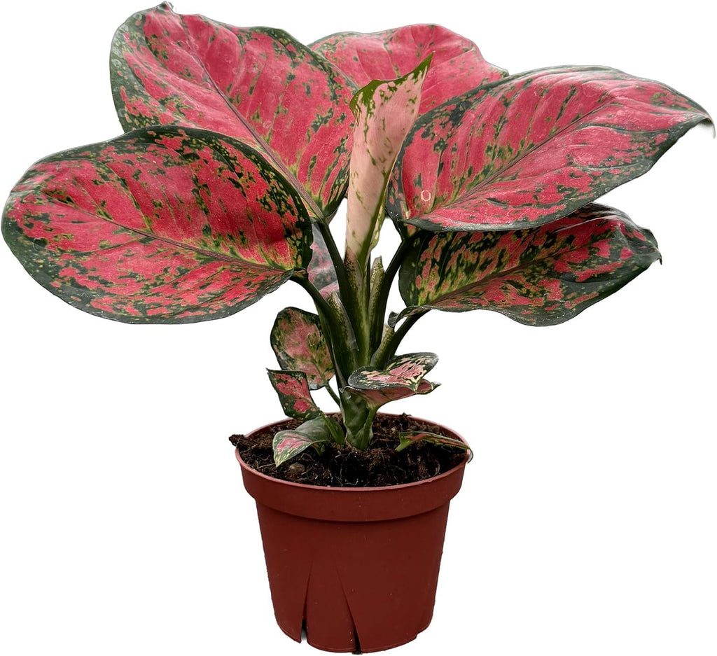 CoollectivePlants Aglaonema Red Valentine – Live Plant in 4″ Grower’s Pot, Chinese Evergreen Indoor Plant with Pink and Green Leaves, Easy Care, Includes UniHeat Pack for Winter Protection