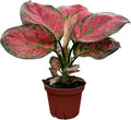 CoollectivePlants Aglaonema Red Valentine – Live Plant in 4″ Grower’s Pot, Chinese Evergreen Indoor Plant with Pink and Green Leaves, Easy Care, Includes UniHeat Pack for Winter Protection
