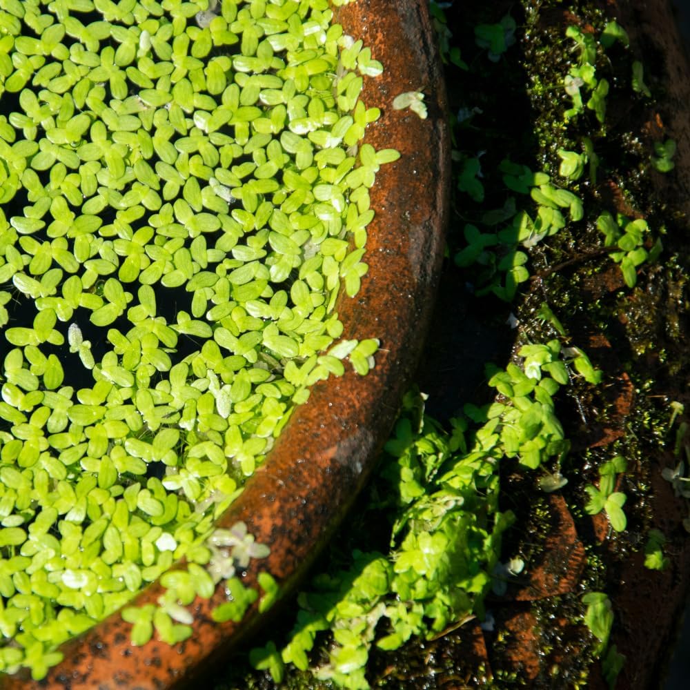 Duckweed Live Plants for Aquarium, 2000 Plants, Live Duckweed Plants, Live Aquarium Plants, Aquarium Plants Live, Small Plants