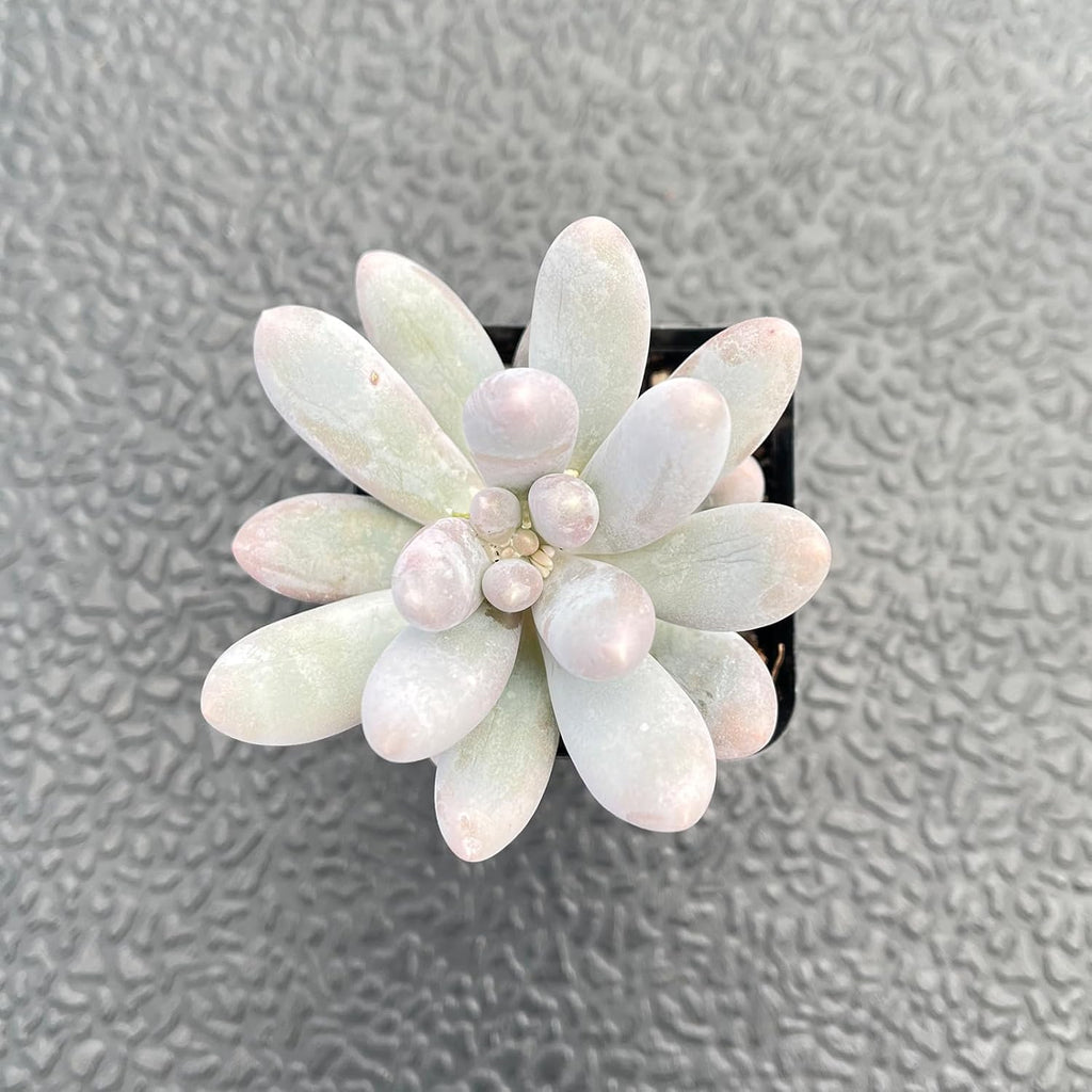 2" Live Succulent Plants Pachyphytum 'Sweet-Dumplingss', Mini Potted Succulents, Easy Care Indoor Houseplant, Unique Gifts, Home Office Décor