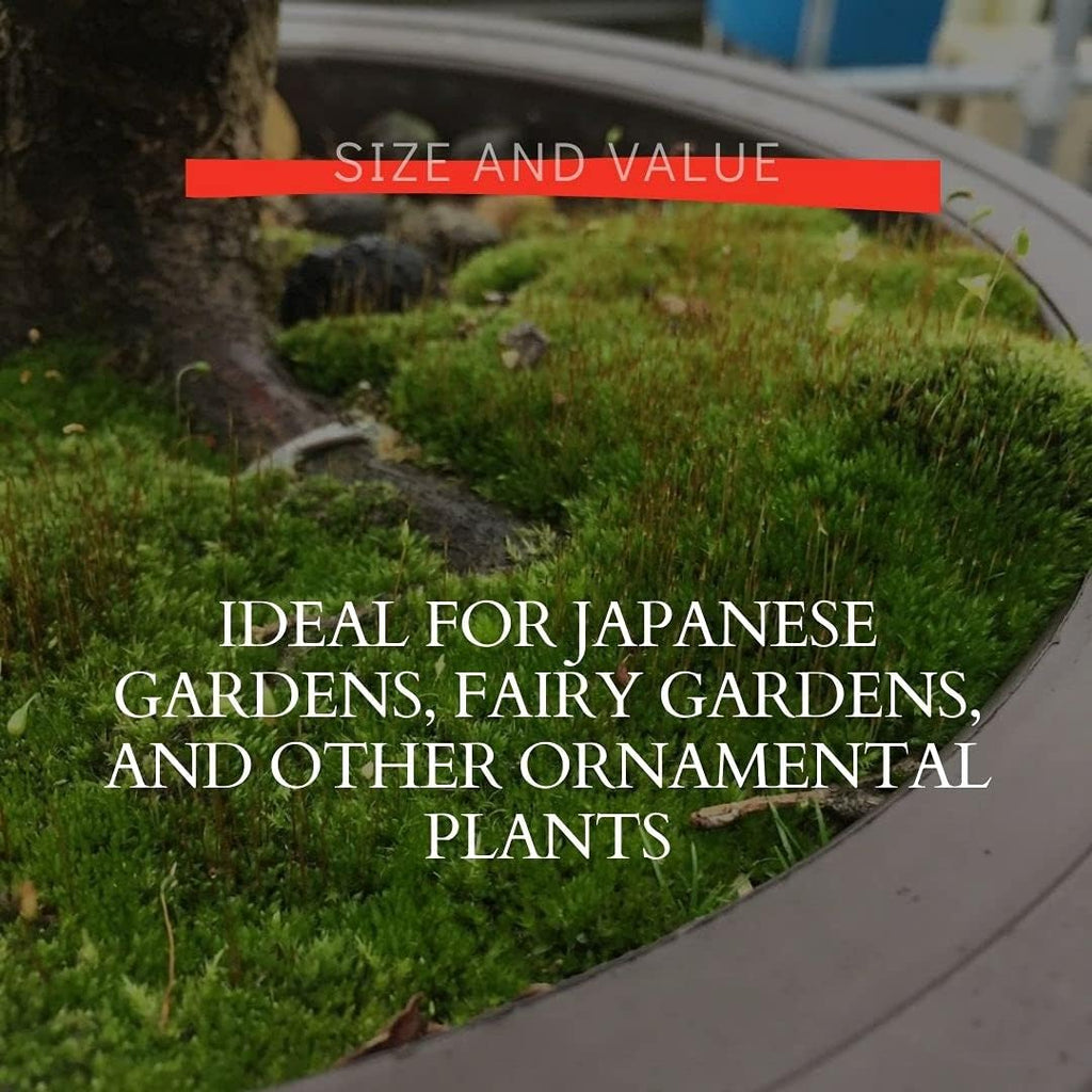 Moss Spores for Bonsai Trees - Covers Up to Three Square Feet, Bright Green Velvet Kyoto Bonsai Moss That is Weed Free, Indefinite Shelf Life