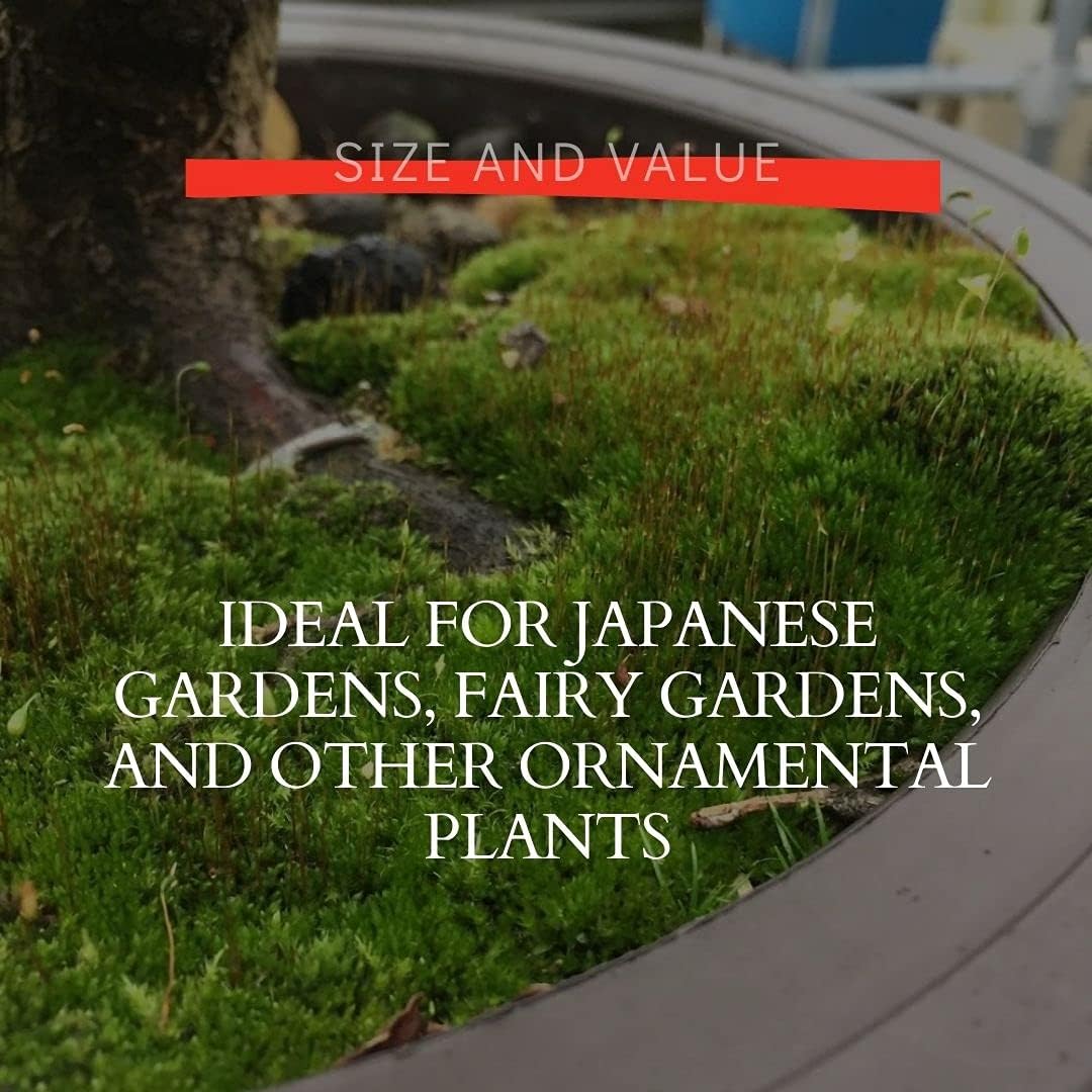 Moss Spores for Bonsai Trees - Covers Up to Three Square Feet, Bright Green Velvet Kyoto Bonsai Moss That is Weed Free, Indefinite Shelf Life