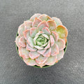 Live Succulent Plants (Echeveria 'Grace'), Easy Care Houseplant for Home and Office Decor, Great Gift for Housewarming, Birthday, Thanksgiving