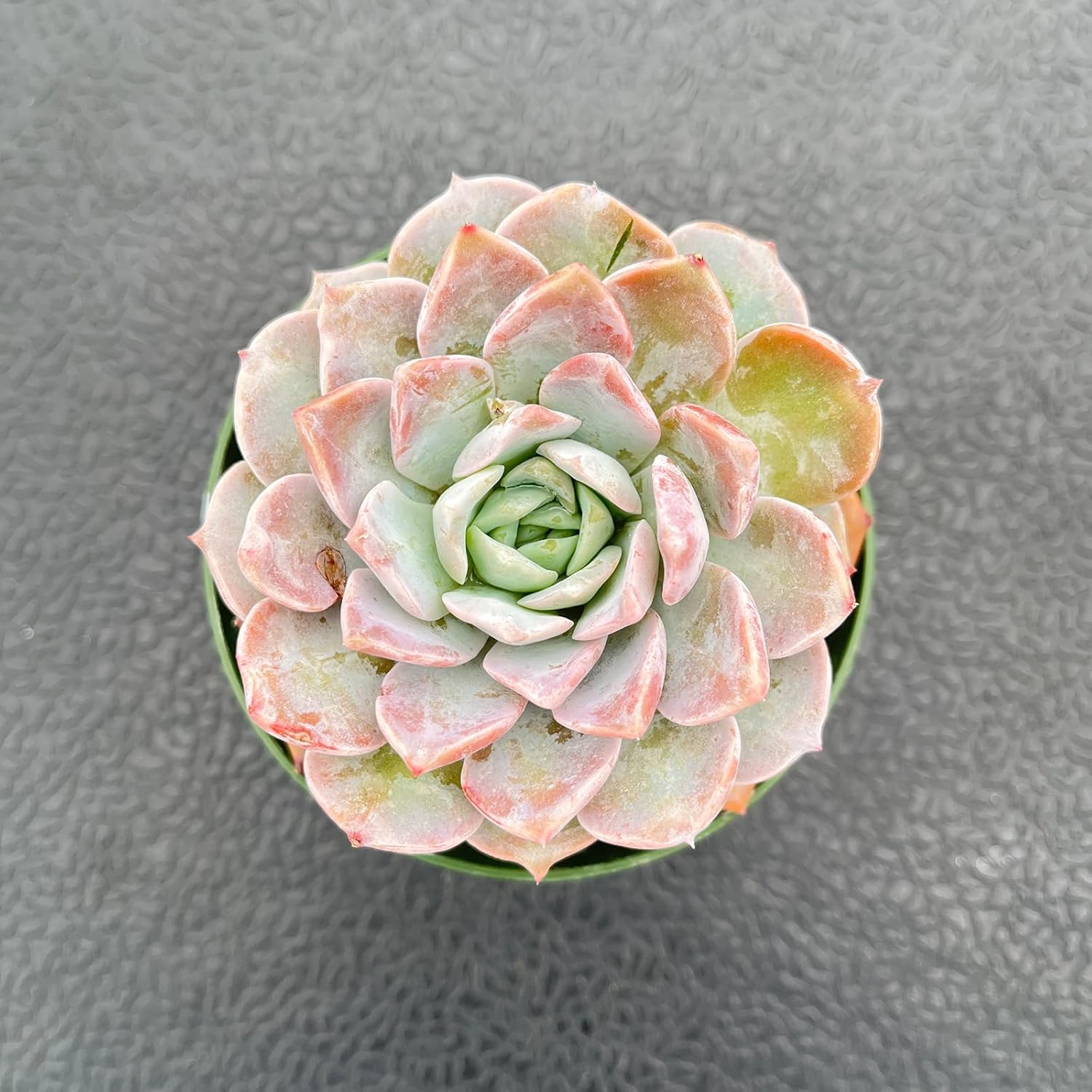 Live Succulent Plants (Echeveria 'Grace'), Easy Care Houseplant for Home and Office Decor, Great Gift for Housewarming, Birthday, Thanksgiving