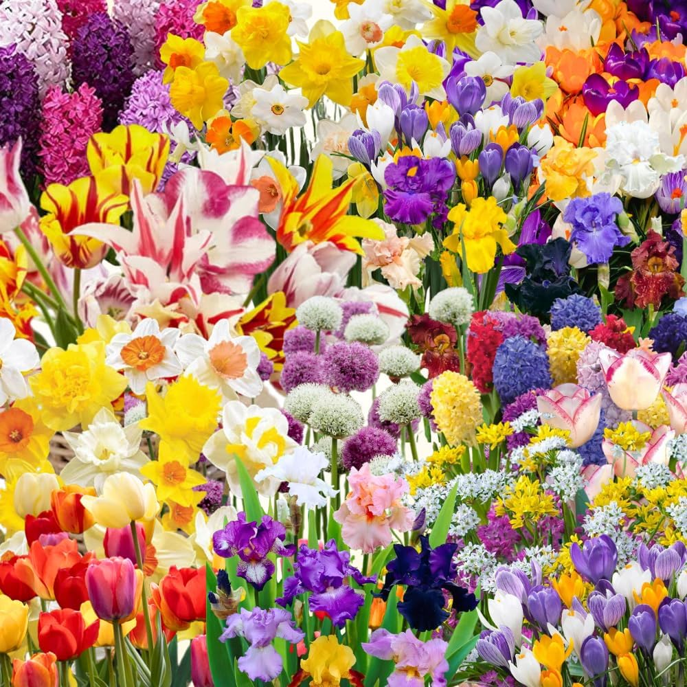 80 Mixed Flower Bulbs for Fall Planting, Assorted Colorful Spring Blooms, Hardy Perennial Mixed Flower Bulbs for Beds, Borders & Containers, Large Size Flowers Bulb