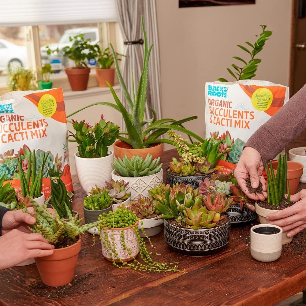 Back to The Roots 100% Organic Succulent & Cacti Mix (6 Quart) | Made in The USA | Premium Nutrition for Indoor and Outdoor Plants