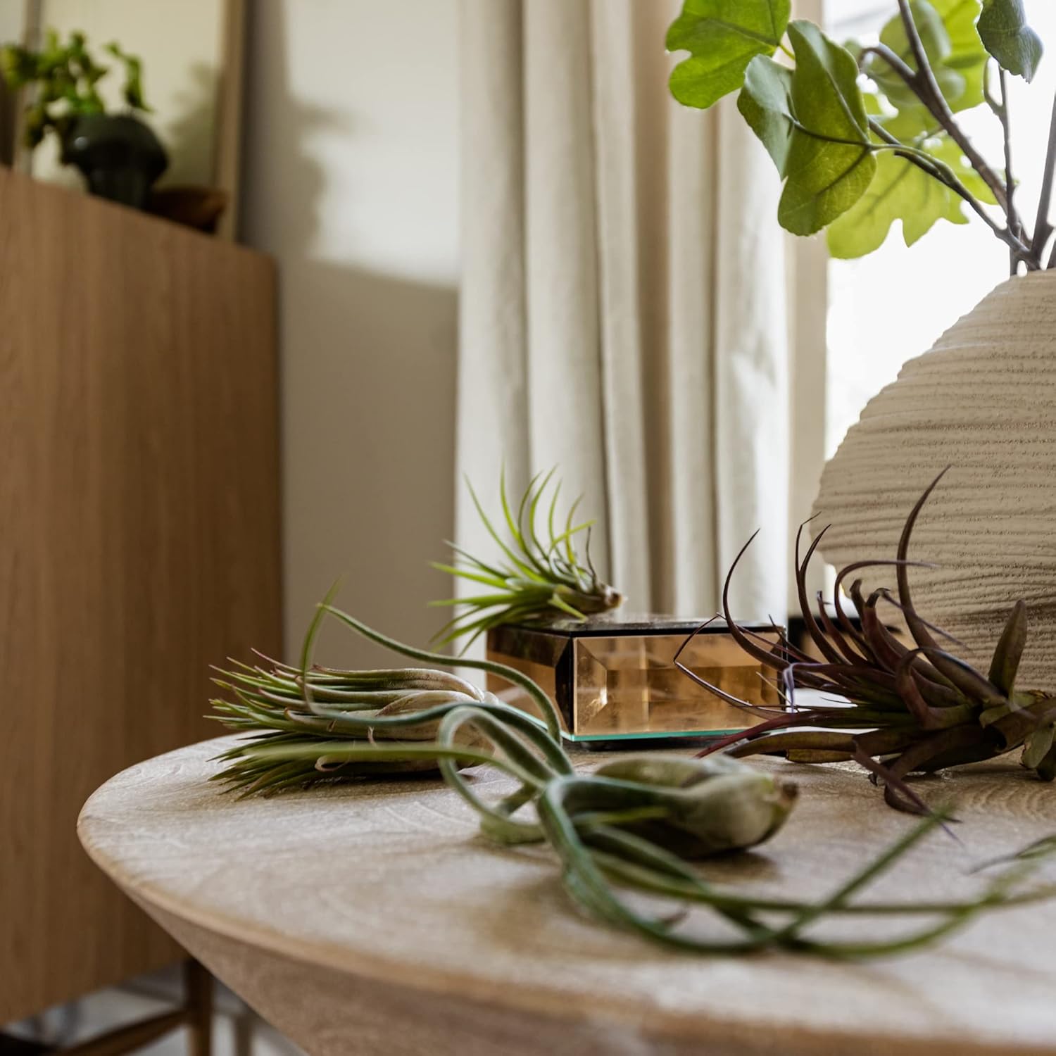 ragnaroc Air Plants Bulk - Tillandsia Variety Wholesale Pack, Regular 1-3" - 25ct - Live Arrival Guaranteed - House Plants for Home Decor & Gift