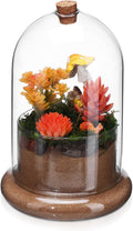 Baluue Glass Terrarium Clear Dome with Air Hole, 8.26 X 5.51 Inches, Plant Terrarium for Home and Office Decor, Transparent Glass Cloche for Moss and Fern