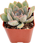 2" Live Succulent Plants Echeveria 'Orion', Mini Potted Succulents, Easy Care Indoor Houseplant, Unique Gifts, Home Office Décor
