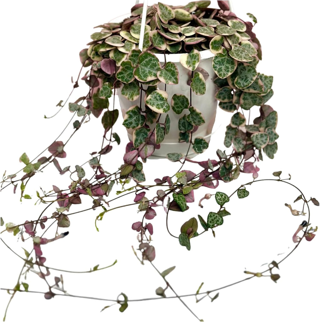 4.5 Inch String Of Hearts Plant Live - Variegated String Of Heart Live Plants - Succulents Plants Live - Rare Indoor Houseplant For Home Office Wedding Decorations & Birthday Gift (Heat Pack Included)