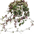 4.5 Inch String Of Hearts Plant Live - Variegated String Of Heart Live Plants - Succulents Plants Live - Rare Indoor Houseplant For Home Office Wedding Decorations & Birthday Gift (Heat Pack Included)