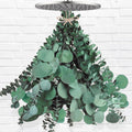 12 Pcs Large Dried Eucalyptus & Silver Dollar Leaves Bundle - Natural Real Fresh Plants, 17" Preserved Eucalyptus Stems for Shower Hanging, Bathroom Decor, Garland, Greenery Plant