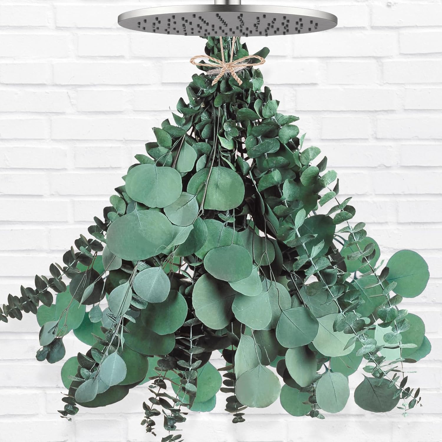 12 Pcs Large Dried Eucalyptus & Silver Dollar Leaves Bundle - Natural Real Fresh Plants, 17" Preserved Eucalyptus Stems for Shower Hanging, Bathroom Decor, Garland, Greenery Plant