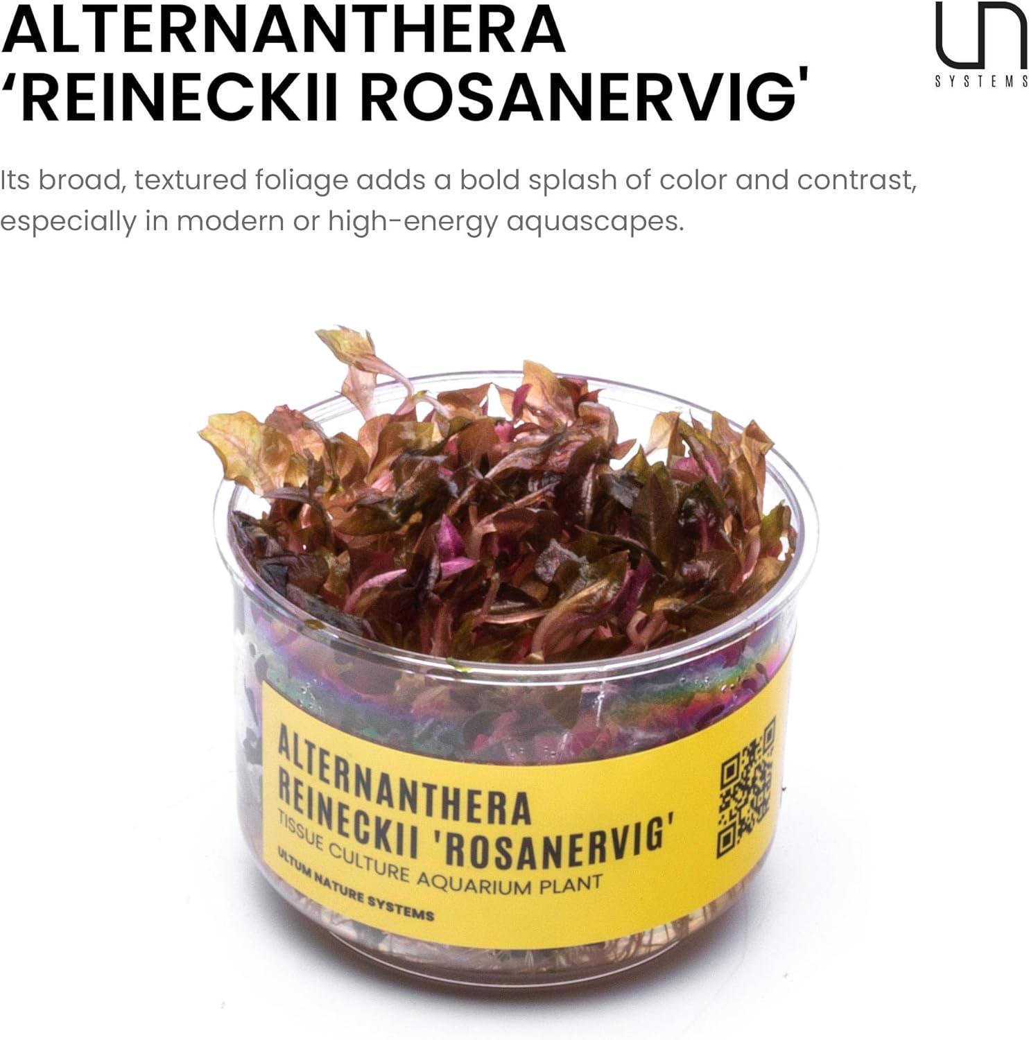 Ultum Nature Systems Alternanthera Reineckii Rosanervig Red Stem Tissue Culture Live Plant for Aquarium, Aquascape, Freshwater Fish Tanks - 100% Snail Free in Vitro