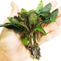 Cryptocoryne Tropica Potted Live Aquarium Plant Decorations BUY2GET1FREE