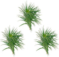 ragnaroc Air Plants - Flowering Tillandsia Pink Paske Large 5" - 3ct - Live Arrival Guaranteed - House Plants for Home Decor & Gift
