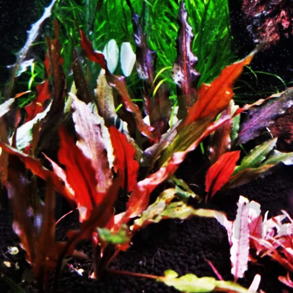 Cryptocoryne Wendtii "Red" Rooted Pot Freshwater Live Aquarium Plants Decoration