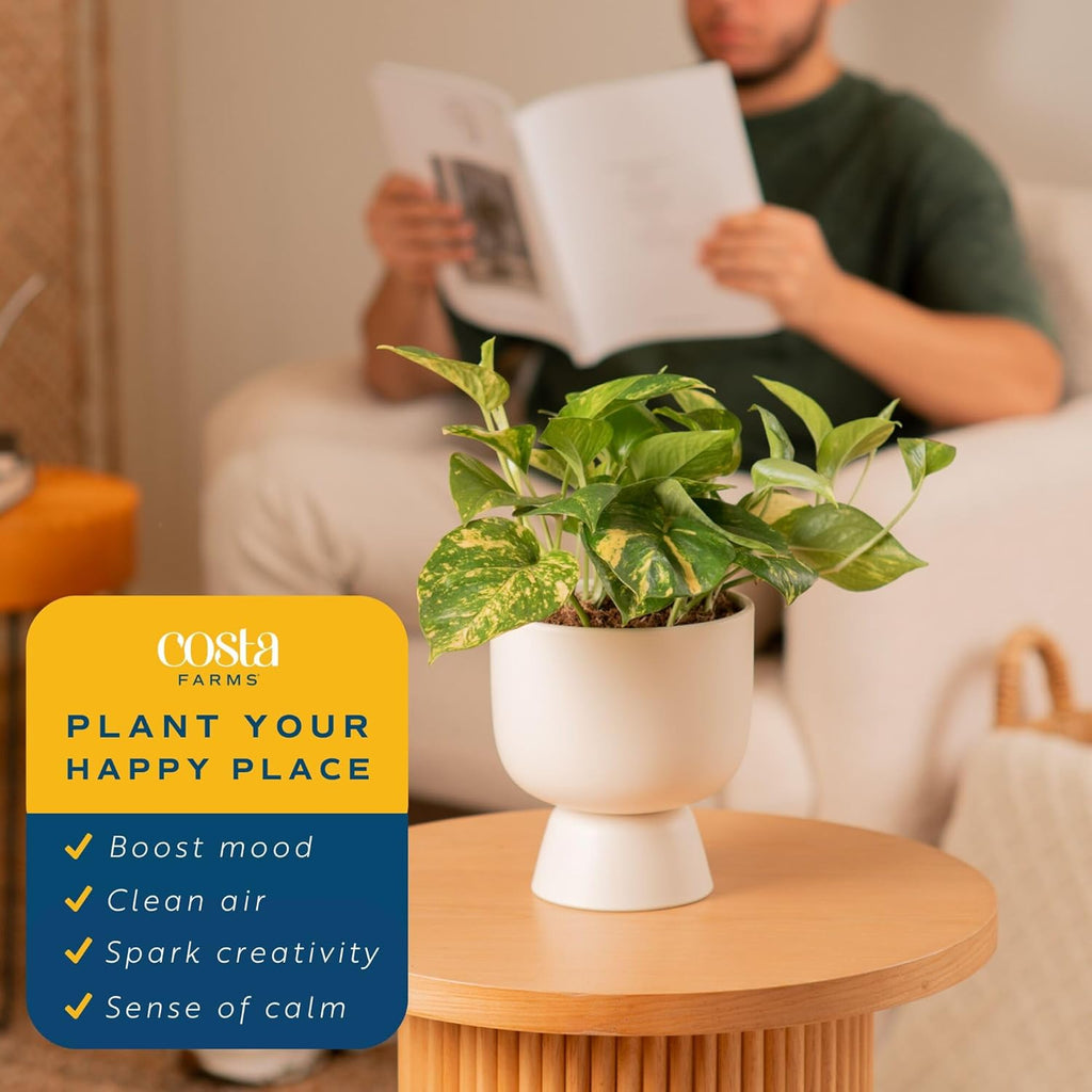Costa Farms Pothos Plant, Easy to Grow Vining Live Indoor Plant, Air Purifying Trailing Houseplant in Planter Pot with Plant Stand, Housewarming Gift, Office, Room, and Home Decor, 1 Foot Tall
