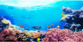 AWERT 72x24 inches Underwater Aquarium Background Colorful Coral Tropical Fish Undersea World Fish Tank Background Vinyl