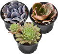 Sprout N Green Purple Succulents Collection, 3 Live Succulent Plant Fully Rooted in 2 inch Starter Pot, Home Office Indoor Outdoor Wedding Decoration DIY Projects Party Favor