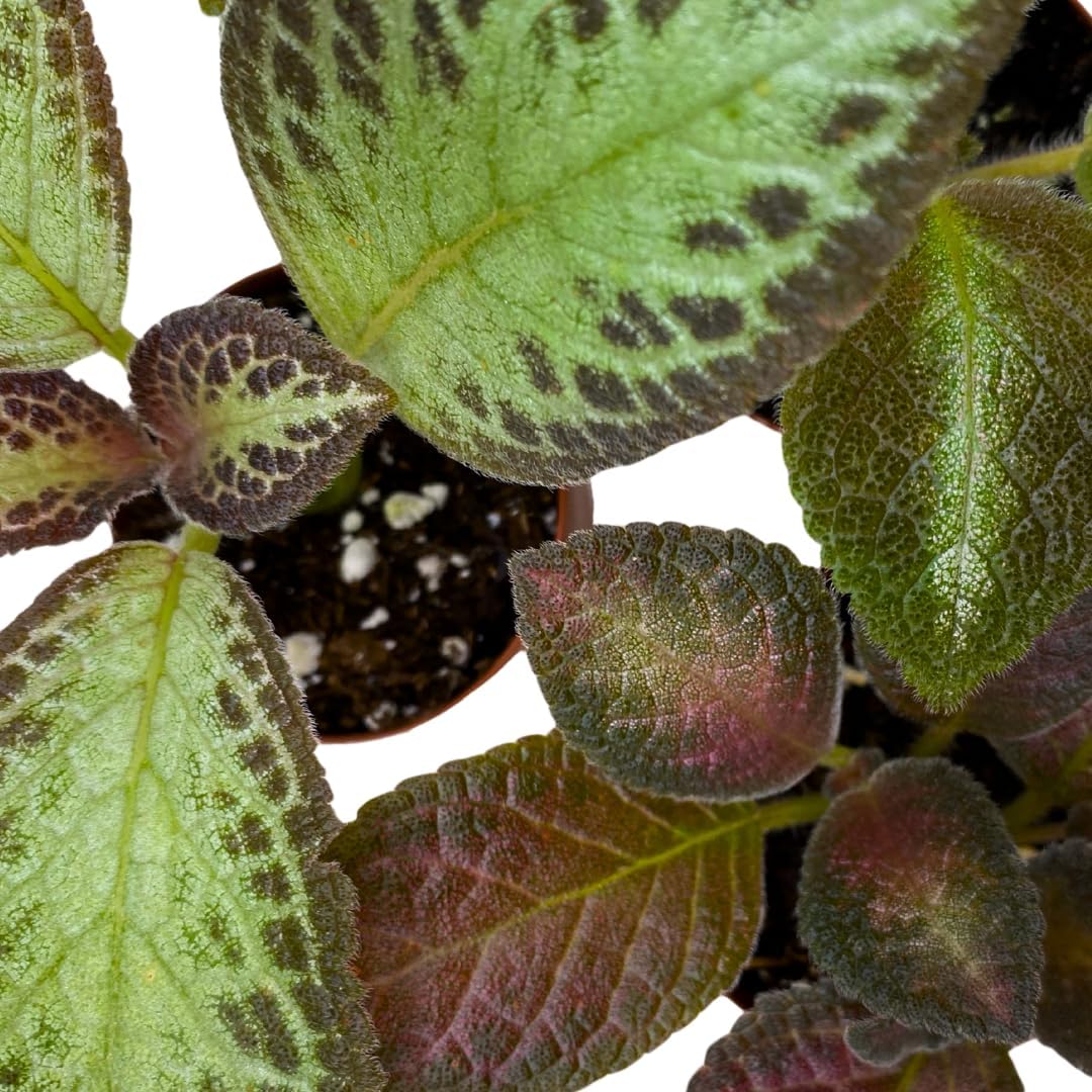 BubbleBlooms Flame Violet, Episcia Cupreata Assortment Set 2 inch pots 3 Different Velvet Plants, Tiny Mini Pixie Plant