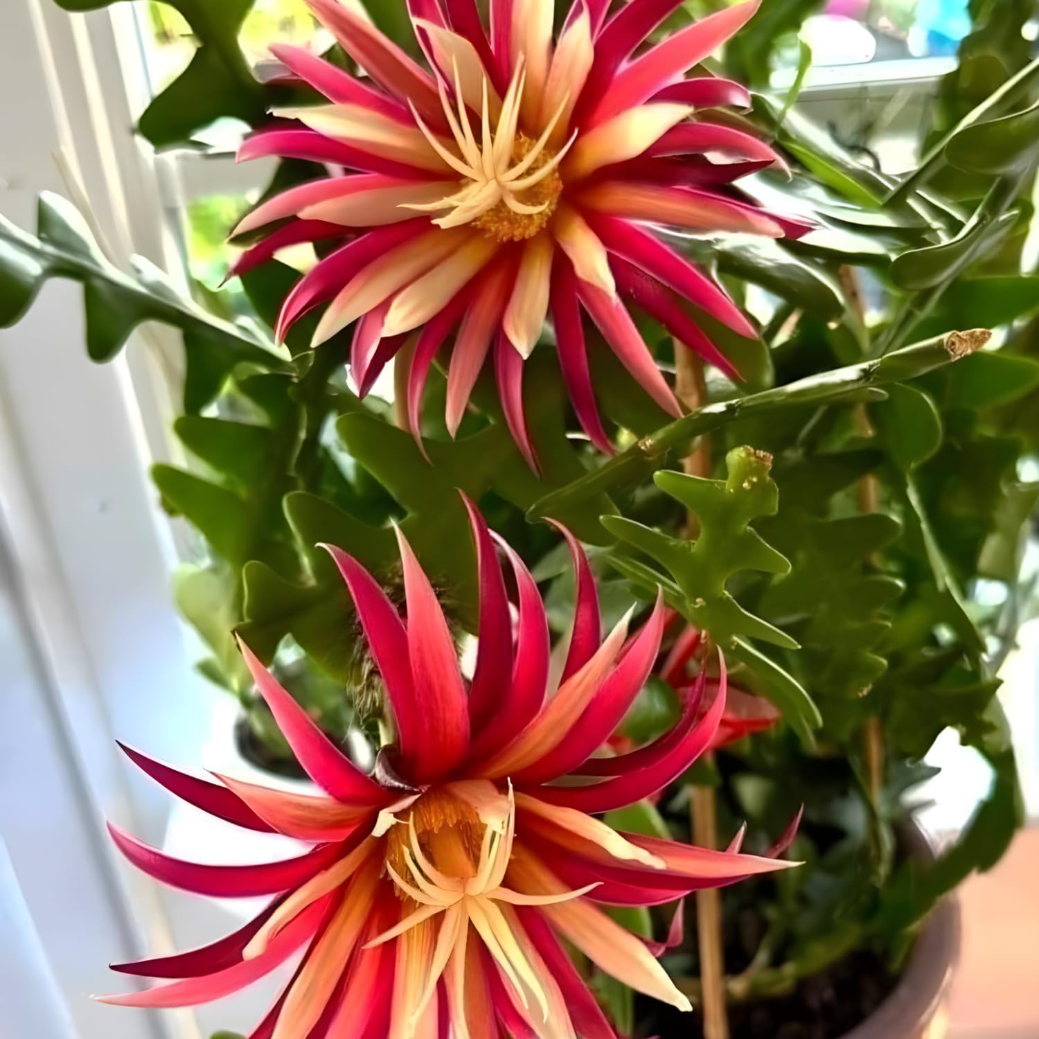 RIC Rac Cactus Live Plant in 4" Pot | Low-Maintenance Indoor Cactus for Shelves and Hanging Displays | Beautiful Gift for Plant Lovers