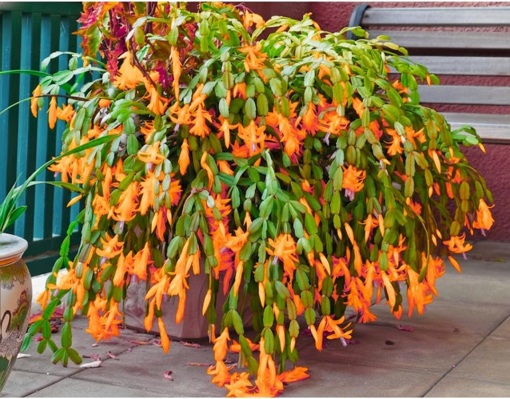 Thanksgiving Cactus Plants Live in 4" Pot, Holiday Christmas Cactus, Colorful Indoor Houseplant, Zygocactus Like, Ready to Bloom (Light Orange or Salmon)