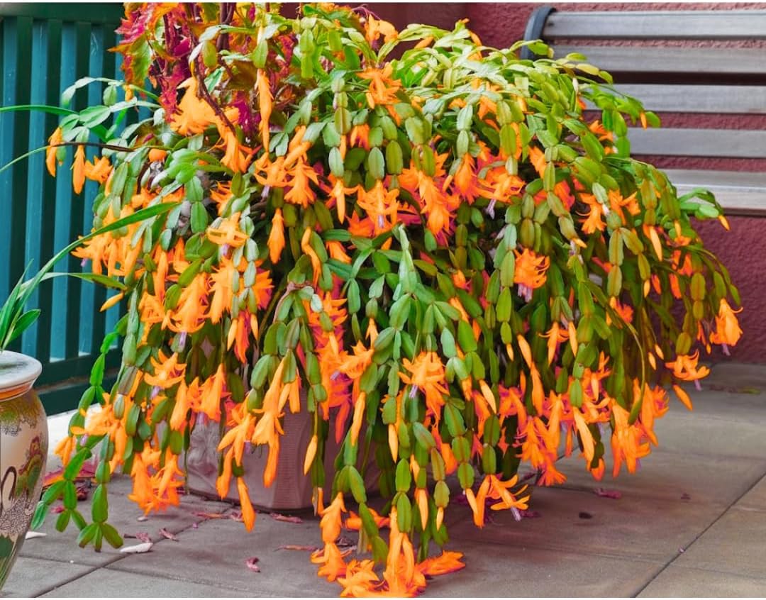 Thanksgiving Cactus Plants Live in 4" Pot, Holiday Christmas Cactus, Colorful Indoor Houseplant, Zygocactus Like, Ready to Bloom (Light Orange or Salmon)