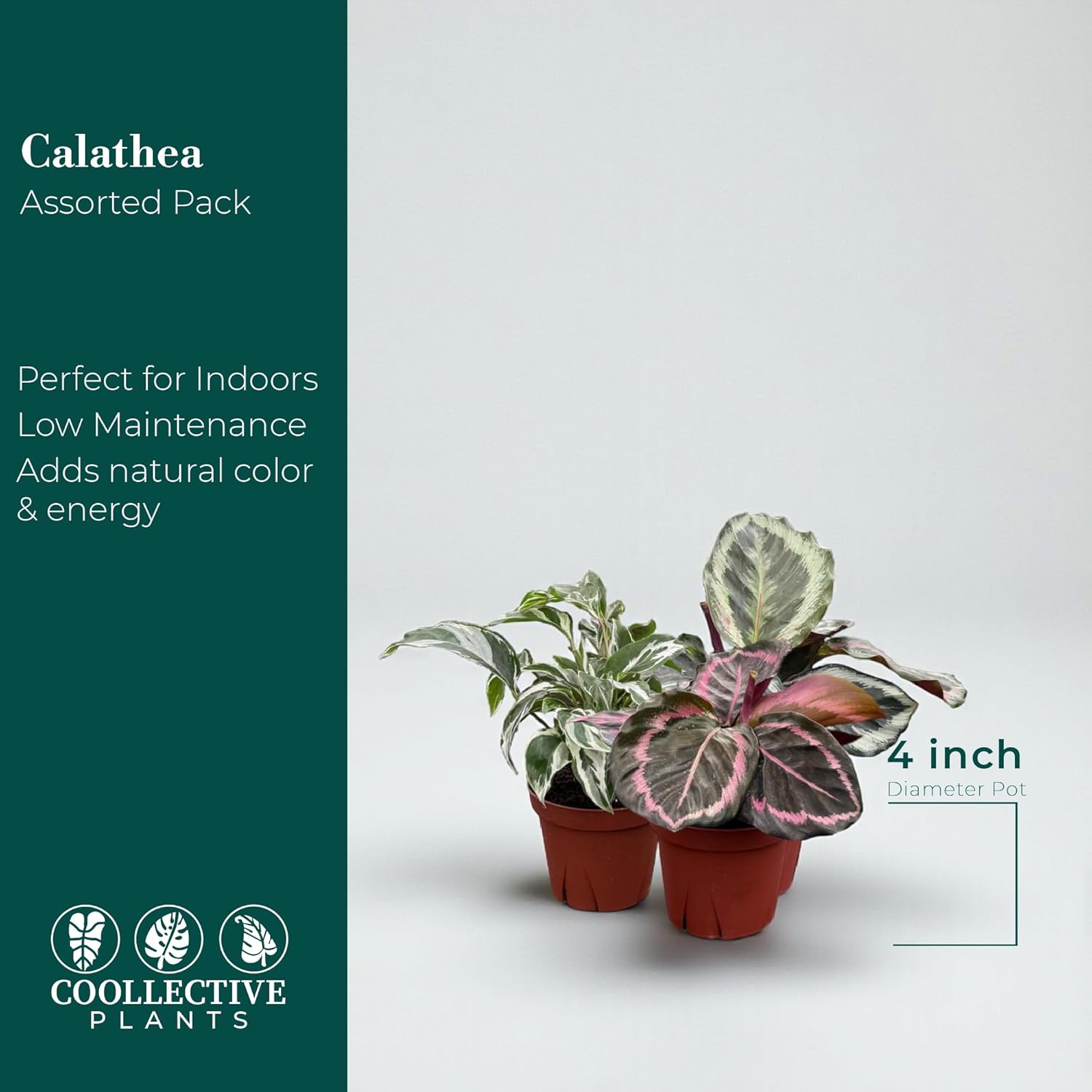 CoollectivePlants Calathea Plant Live in 4″ Nursery Pot – Assorted Indoor House Plants, Easy Care Indoor Plants, Starter Plant for Beginners (4-Pack)
