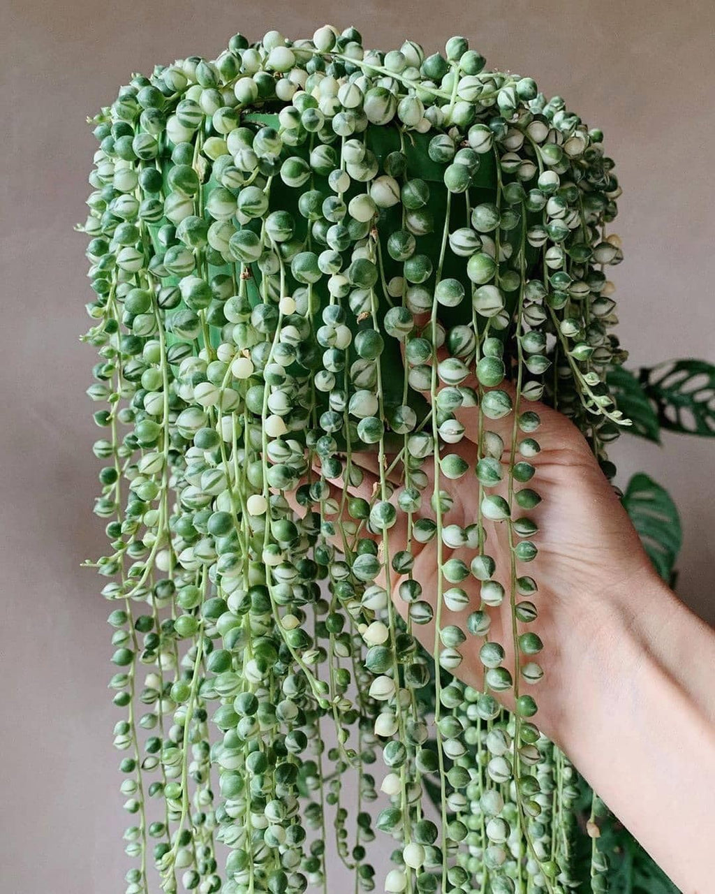String of Pearls Plant Live 4 Inch Pot, Rare Succulents Plants in Hanging Baskets, Trailing Succulent Houseplant for Home Office (String of Pearls)