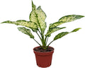 Aglaonema Snow White, Spring Snow, Live Plant in a 4 Inch Growers Pot, Live Indoor, Easy to Grow, Easy to Care, and Low Maintenance Houseplant,White Plants
