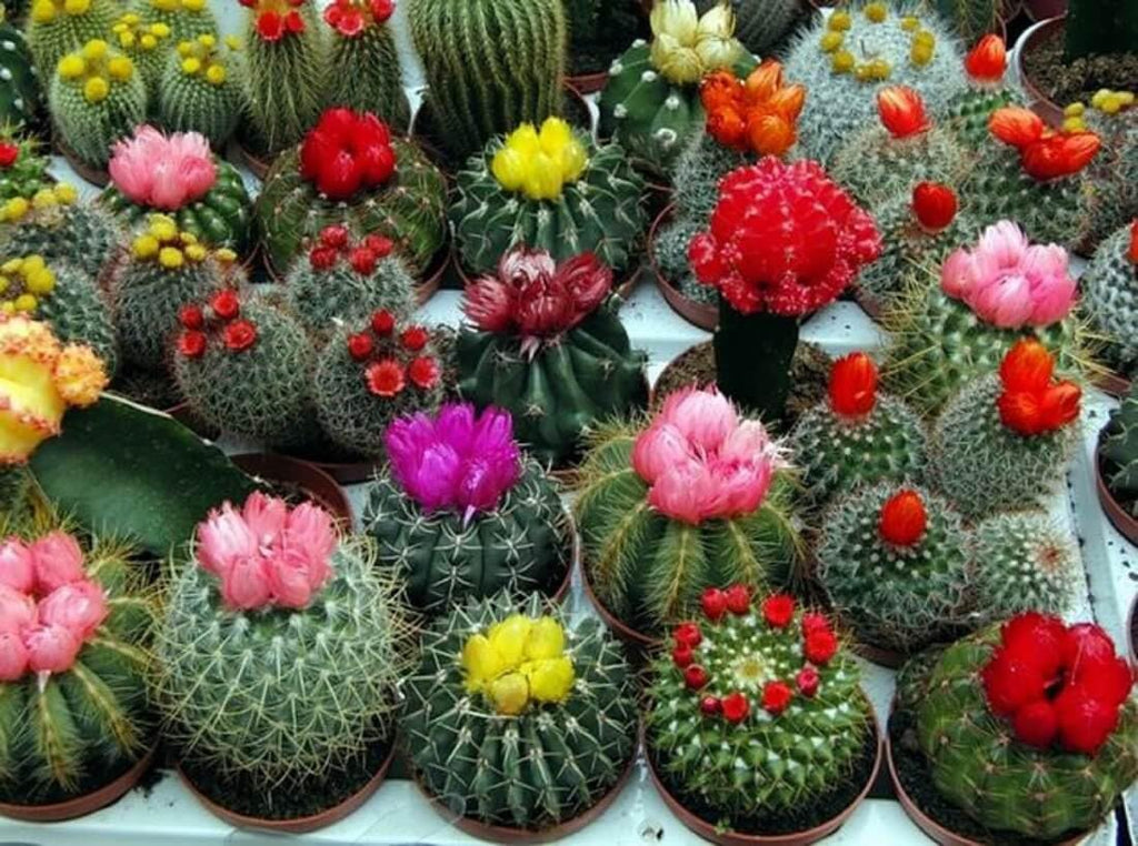 Seeds Cactus Variety Multicolor Mix - Succulents for Planting - GMO Free