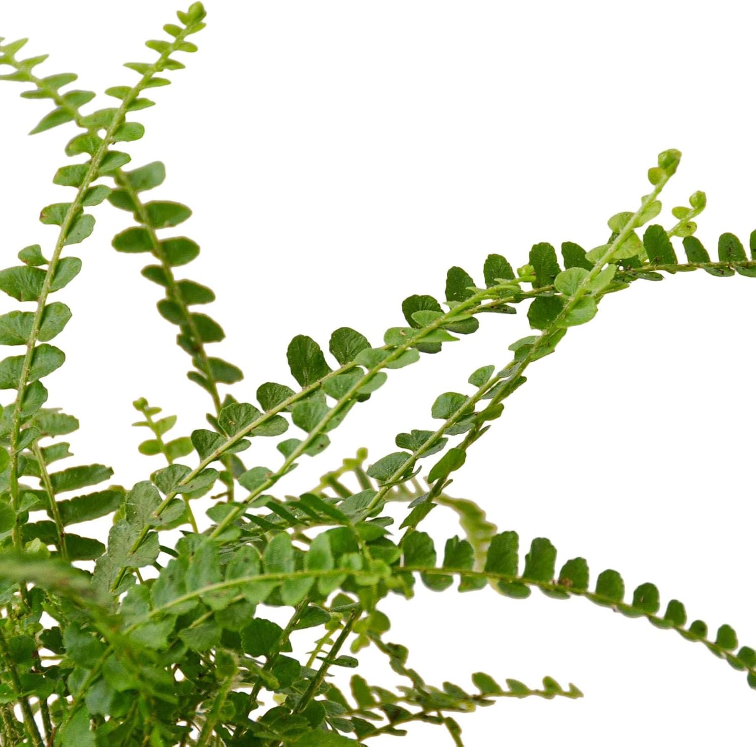Lemon Button Fern Live Plant for Indoor | Different Houseplants in 4'' & 6'' Pot | Real House Plant for Living Room, Office, Desk & Bathroom | Duffii Nephrolepis cordifolia