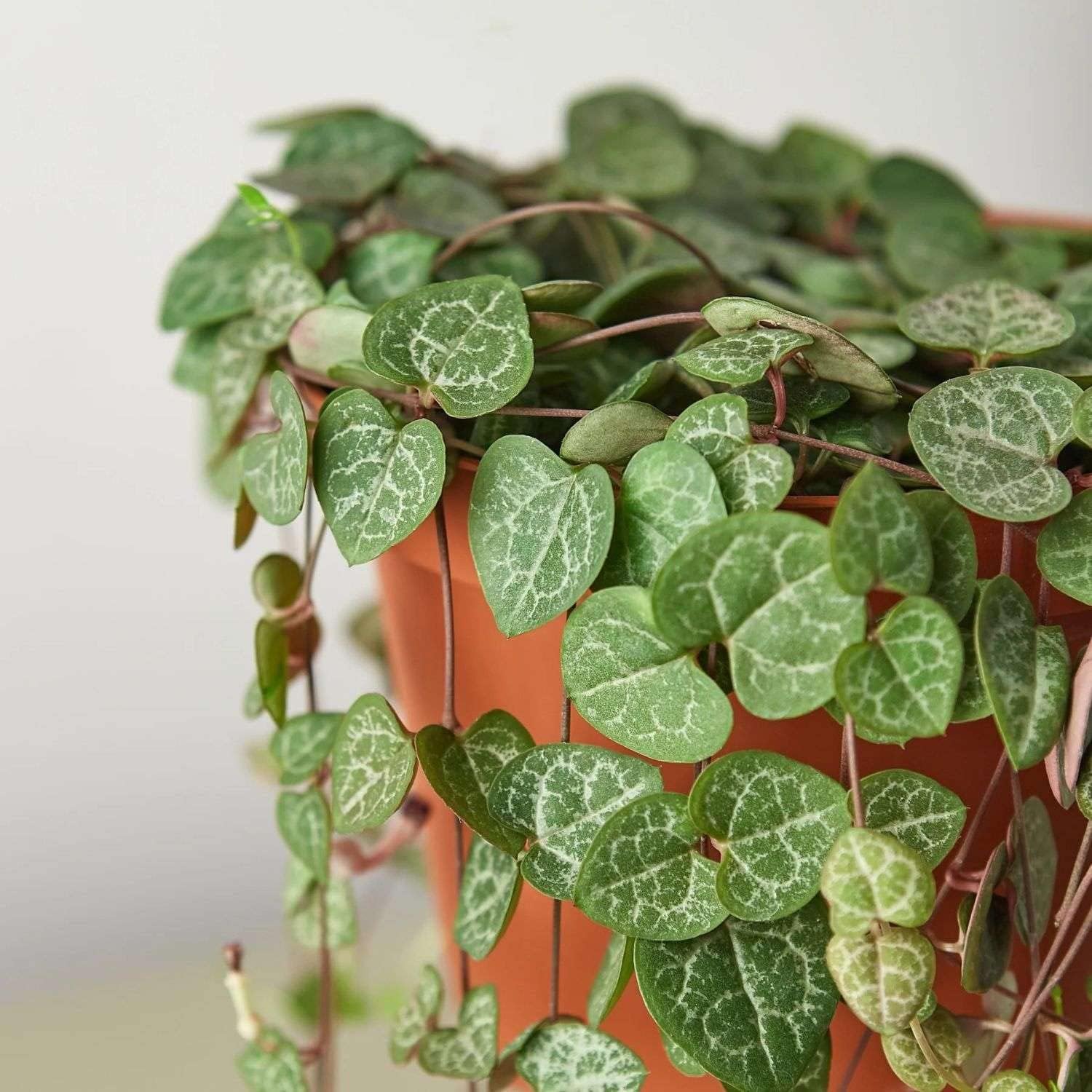 String of Hearts Variegated Live Plant for Indoor | Different Houseplants in 4'' & 6'' Pot | Real House Plant for Living Room, Office, Desk & Bathroom | Ceropegia woodii