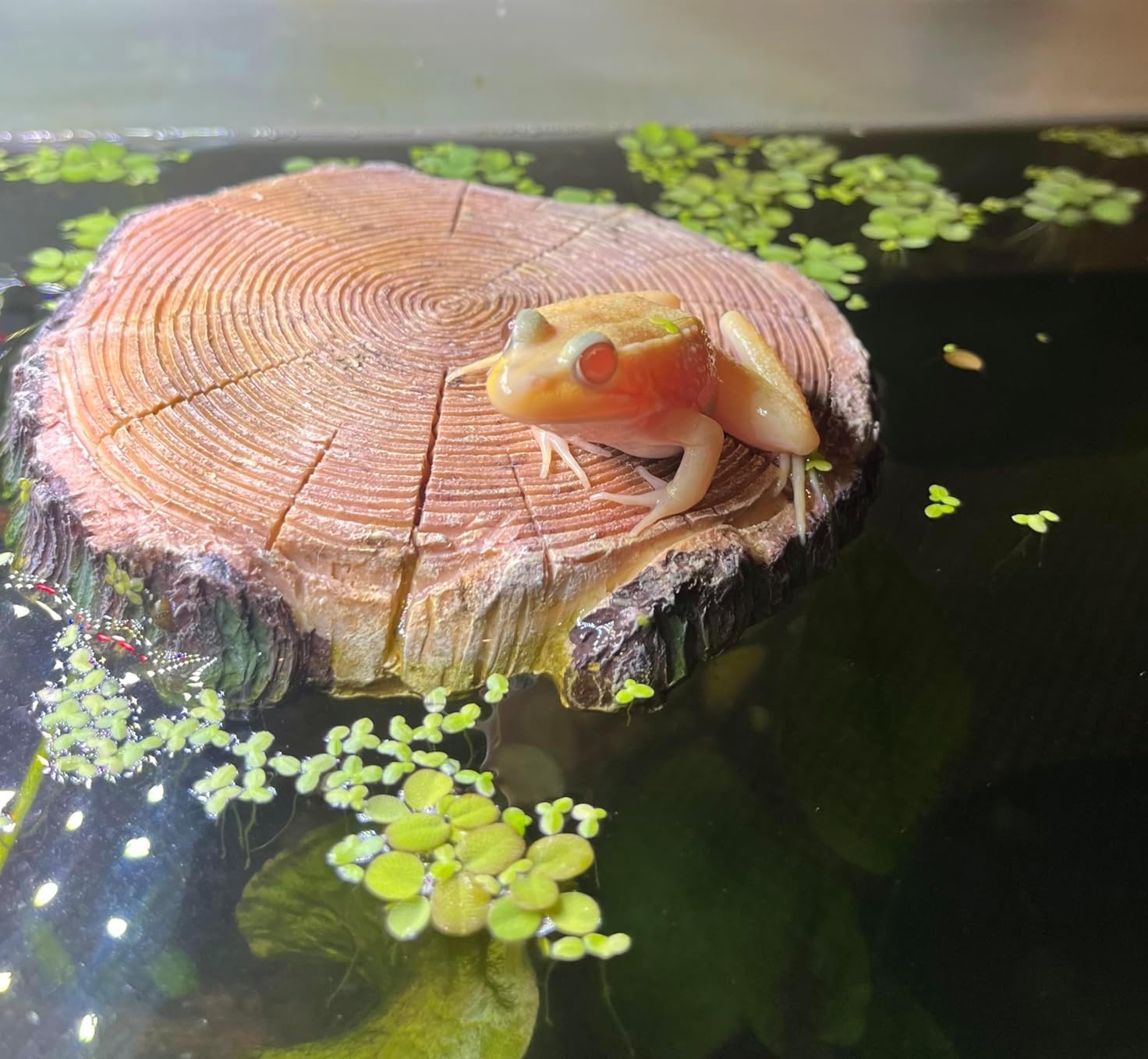 AQUA KT Aquatic Turtle Round Floating Dock Tortoise Bearded Dragon Basking Platform with Suction Cup for Reptile Aquatic Aquarium Decoration
