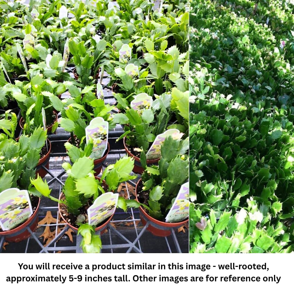 2 Christmas Cactus Plants Live, Holiday Blooming Indoor Plants Live Houseplants, Hanging Baskets Easy Care, Well-Rooted 5-8" Tall, No Pot, Bareroots, Single Stems (Red Christmas Cactus)