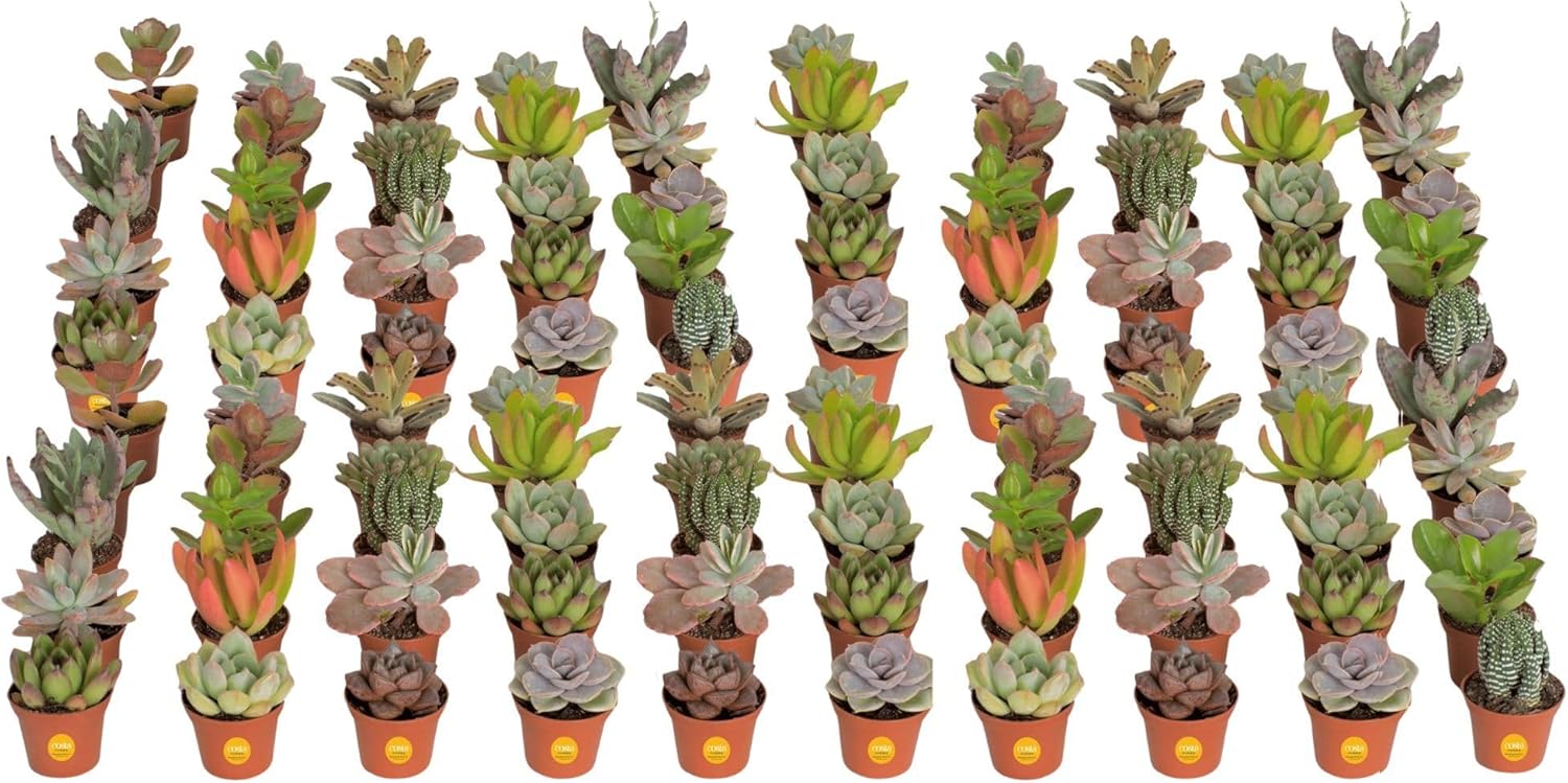 Costa Farms Succulents (100 Pack), Live Mini Succulent Plants, Hand-Selected Variety Mix, Potted in Nursery Plant Pots, Gift for Bulk Baby Shower, Bridal Shower, DIY Room Decor