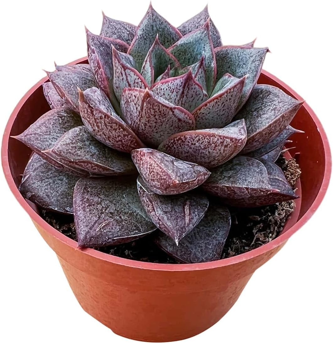 Live Succulent Plants (Echeveria 'Purpusorum'), Easy Care Potted Succulents, Approx 4" D x 6" H, Indoor Houseplant, Unique Gifts, Home Office Décor
