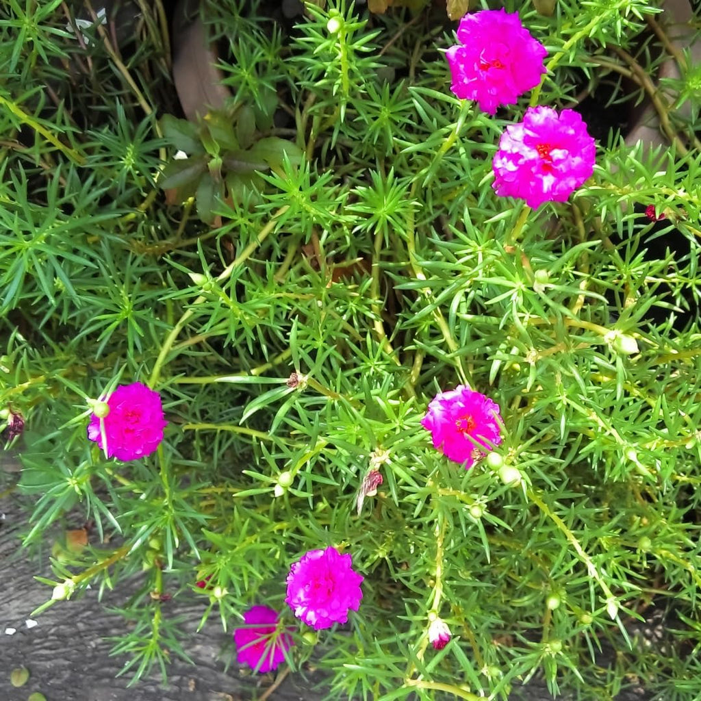 Moss Rose Live Plant, Pink Portulaca Bloom, Moss Flower Plants, 3-5 Inch for Growing