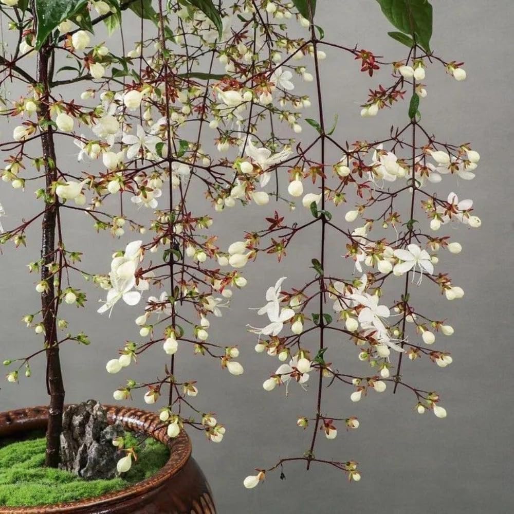 Smithianum Wallichii Clerodendrum Plants Live, Trailing Light Bulb Flowering Vine, 4-8 Inch Tall, Ready to Plant Outdoor