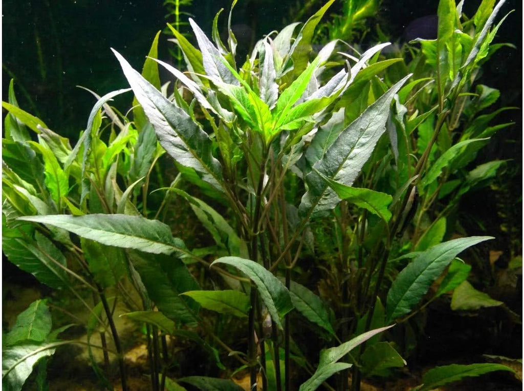 Texas Aquarium Plant Bundle - 20 Species Live Aquarium Plants Package