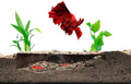 Shrimp Breeding Protector | Shrimp Breeding Cave Aquarium Tunnel | CTWPets (Brown)