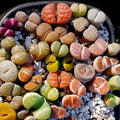 20 Large Mix Lithops Live Plants, Colorful Lithops Succulents Plants Live, Living Stones Succulent Indoor Outdoor Plant, Bare Root Without Pot and Soil