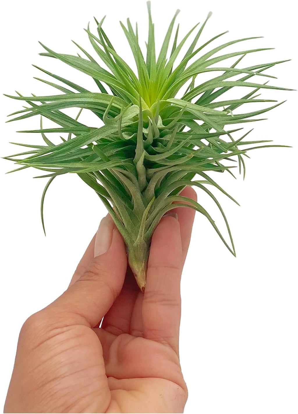 ragnaroc Air Plants - Flowering Tillandsia Pink Paske Large 5" - 1ct - Live Arrival Guaranteed - House Plants for Home Decor & Gift