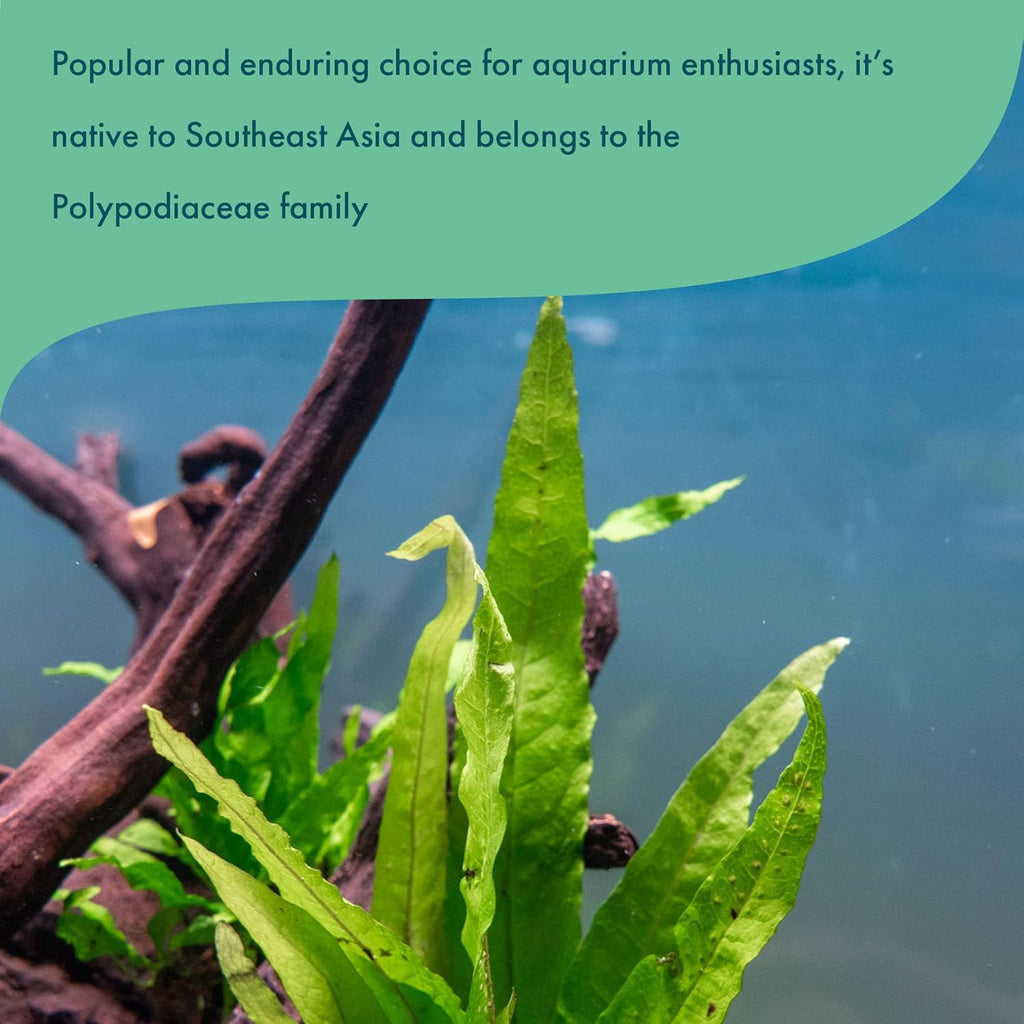 SubstrateSource Java Fern Live Aquarium Plants - Freshwater Plant for Fish Tanks - Beginner Friendly, Low Light (Java Fern, Bare Root (1 Piece))