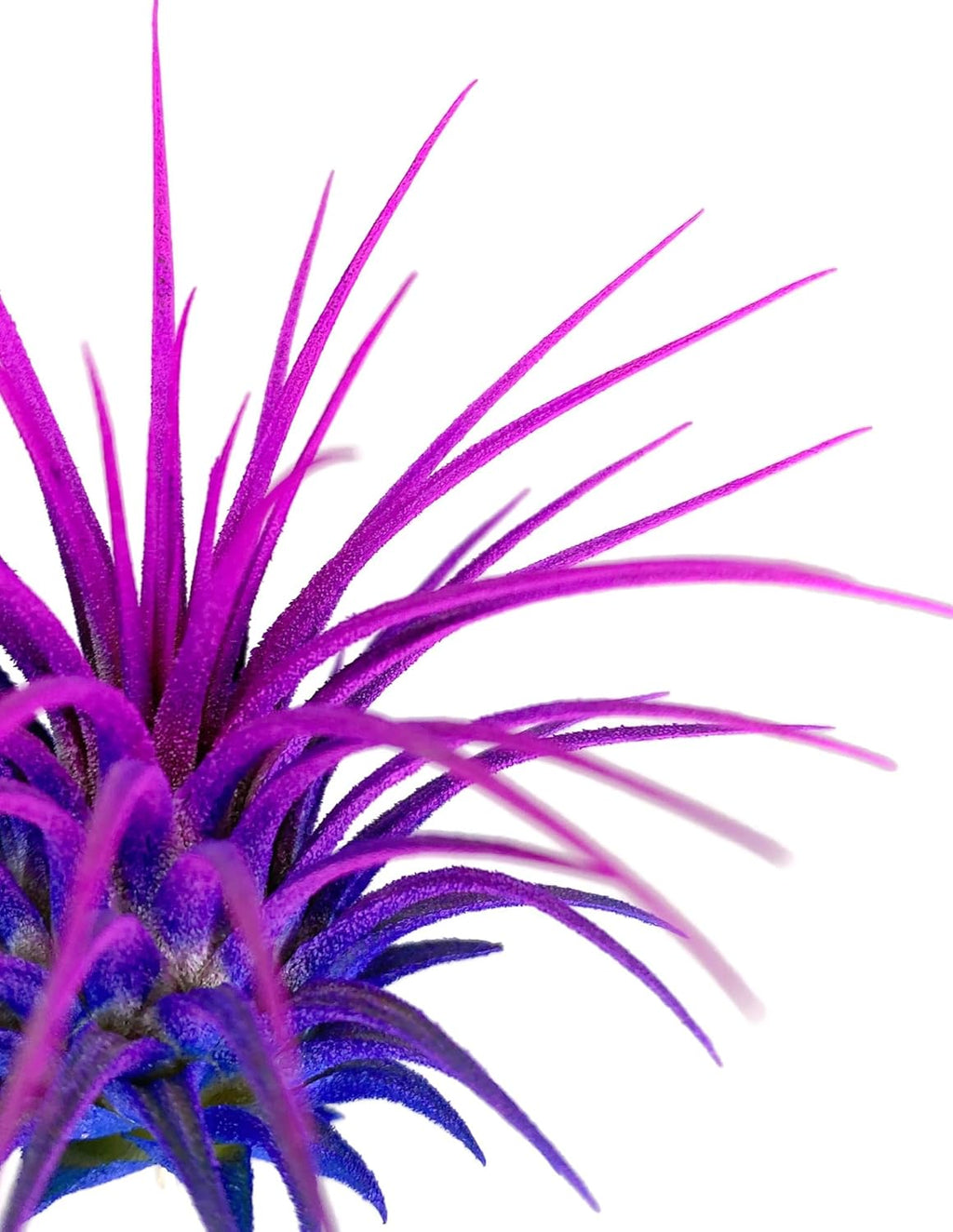 Rainbow Tillandsia Air Plant, Tillandsia Air Plant, Airplant, Air Purification, House Plant, Home Decor & Gift, Live Plant, Healthy Arrival Guarantee (Blue/Pink)