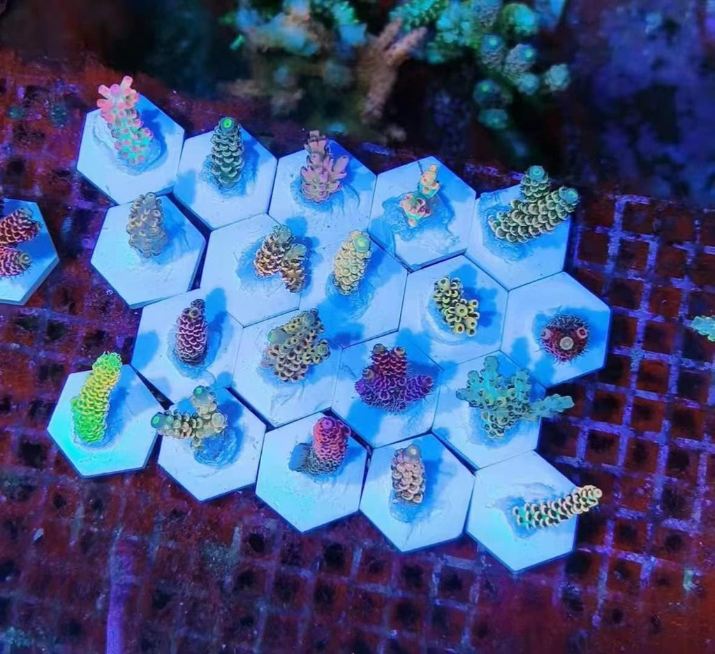 Ceramic White Coral Frag Plugs Base, Round/Hexagon 50mm, 12pcs