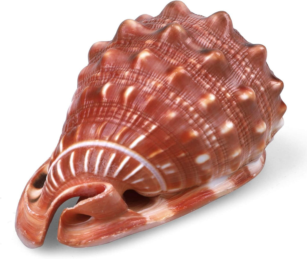 PPCLION 5.5" Large Natural Conch Shells Orange Seashells Great for Beach Theme Party, Home Decorations,DIY Crafts, Fish Tank, Air Plant