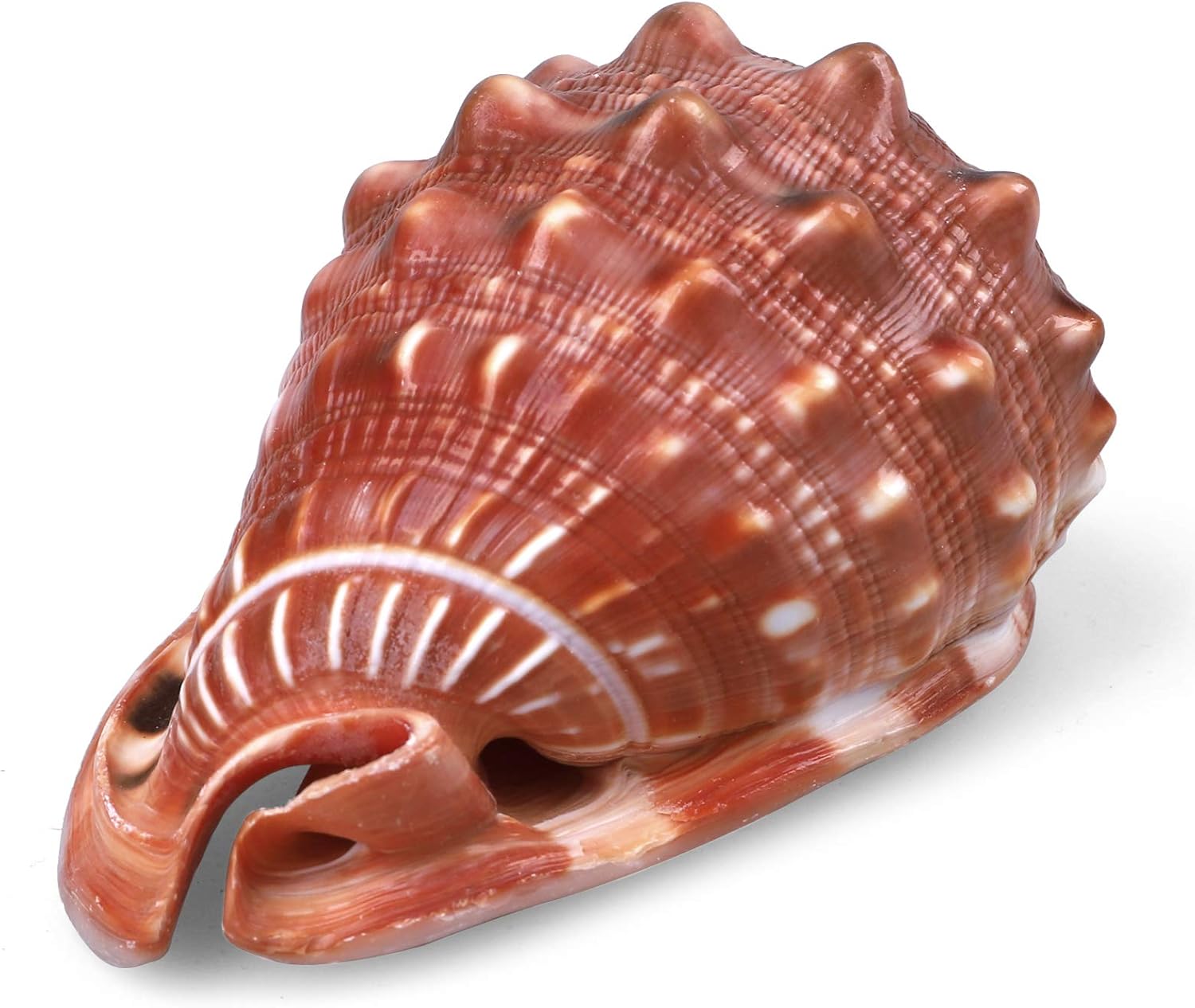 PPCLION 5.5" Large Natural Conch Shells Orange Seashells Great for Beach Theme Party, Home Decorations,DIY Crafts, Fish Tank, Air Plant