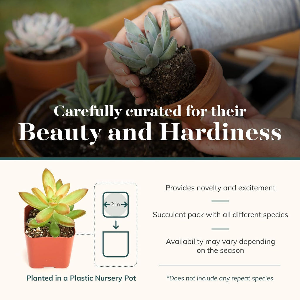 Shop Succulents Collectors Succulent Plant Pack Collection - Live Mini Succulent Plants, Low Maintenance, Colors & Textures - Wedding and Party Favors, Gift & Garden, Pack of 12